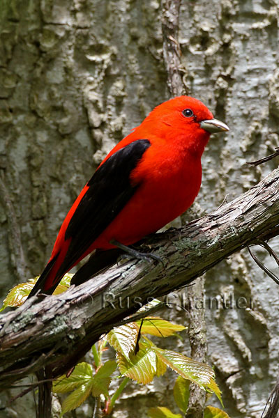 Scarlet Tanager &copy; Russ Chantler